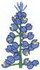 Bluebonnet