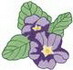 African Violet