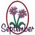 September - Aster