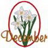 December - Narcissus