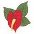 Anthurium