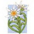 Edelweiss