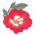 Cherry Meidiland Rose