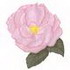 Blueberry Hill Rose