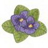 African Violets