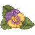 Pansy