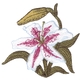 Lily