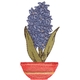 Hyacinth In Pot
