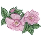 Prairie Rose