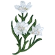 Snowdon Lily
