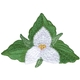 Trillium