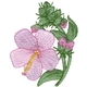 Seashore Mallow