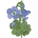 Violet Wood-sorrel