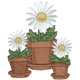 Daisies In Pot