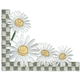 Daisy Border