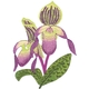Ladies Slipper Orchid