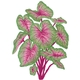 Fancy Leafed Caladium