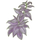 Persian Shield