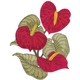 Anthurium