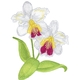 Cattleya Orchids