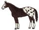 Appaloosa