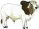 Brahman Bull