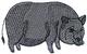 Pot-bellied Pig