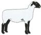Sheared Hampshire