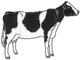 Holstein Cow