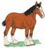 Sm. Clydesdale