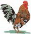 Bantam Rooster