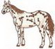 Appaloosa