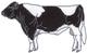 Holstein Bull