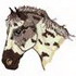 Appaloosa