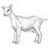 Saanen Goat