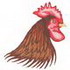 Rooster Head