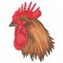 Rooster