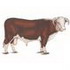 Hereford Bull