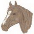 Thoroughbred Horse Head