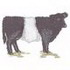 Belted Galloway