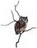 Screech Owl