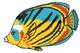 Butterfly Fish