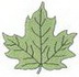 Sugar Maple Leaf