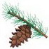 Pine Cone