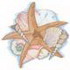 Starfish & Sea Shells