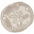 Sand Dollar