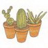 Sw Cactus