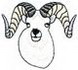 Dall Sheep