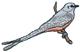 Scissor-tailed Flycatcher