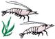 Shrimp Scene